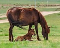 Eleveur de chevaux