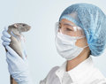 technicien animalier en laboratoire