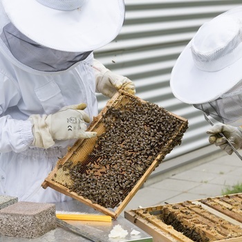 Des formations et conférences pour les apiculteurs