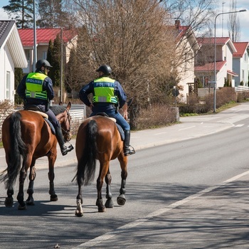 La police recrute... des chevaux